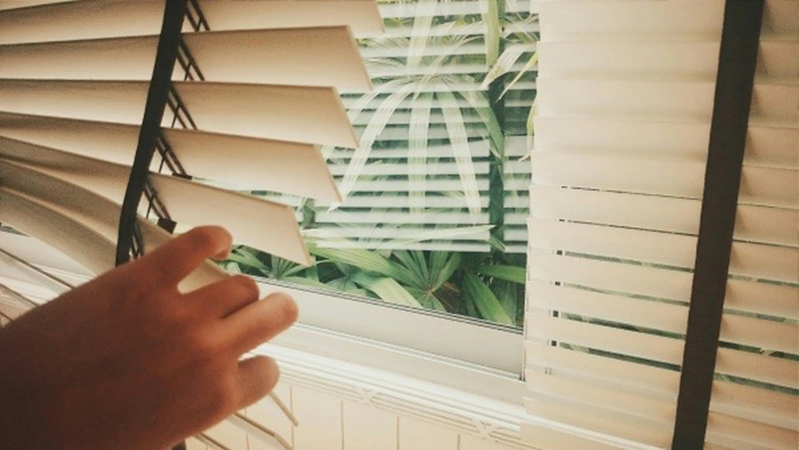 shutters vs blinds